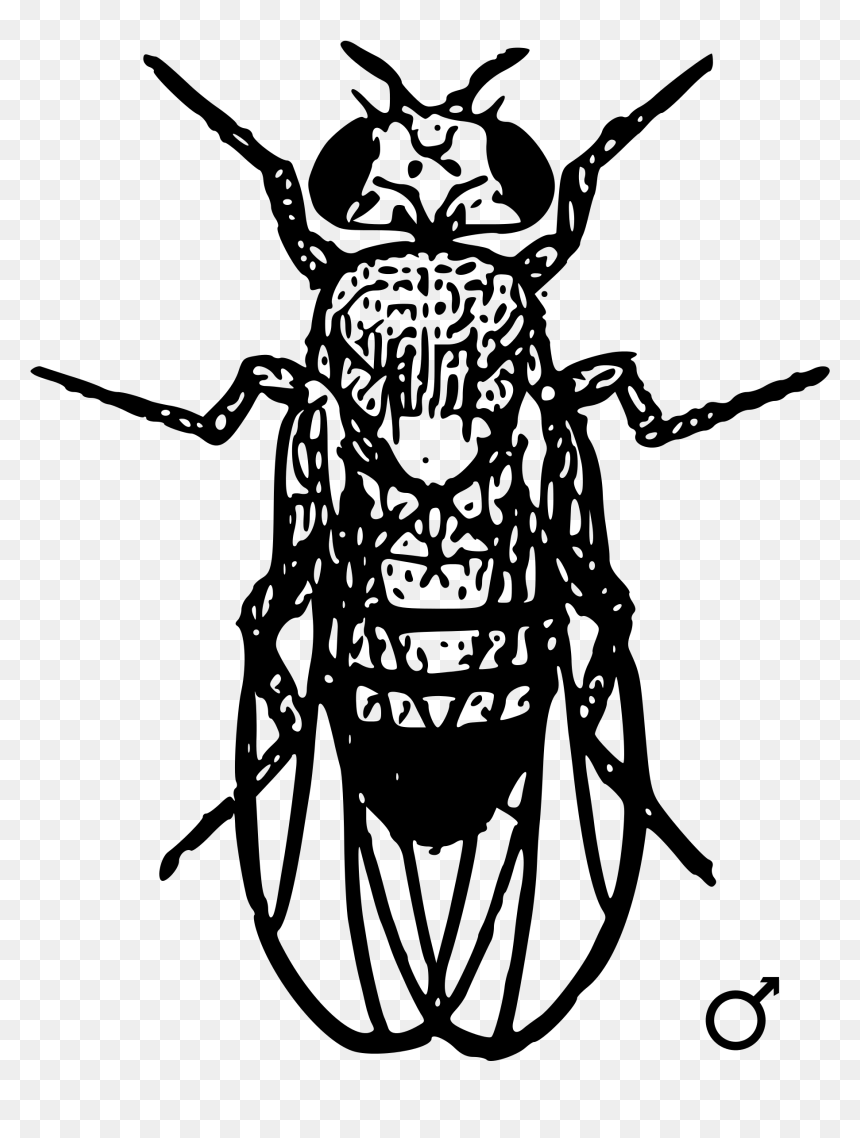 Locus Sniper Png , Png Download - Bobbed Gene In Drosophila, Transparent Png - locus png