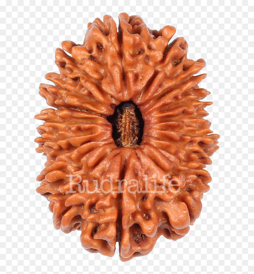 Eighteen Mukhi Rudraksha Rudraksha - Chocolate Cake, HD Png Download - flower mala png