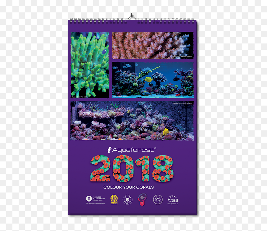 Rainbow Rose, HD Png Download - 2018 calendar png