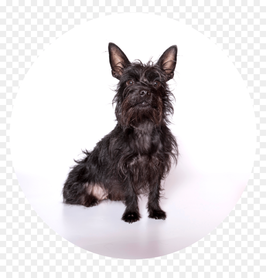 Puppy Board And Train - Scottish Terrier, HD Png Download - train png images