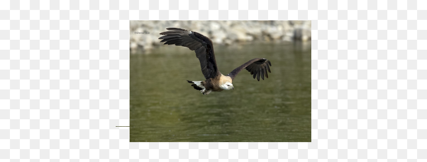 Osprey, HD Png Download - indian flight png