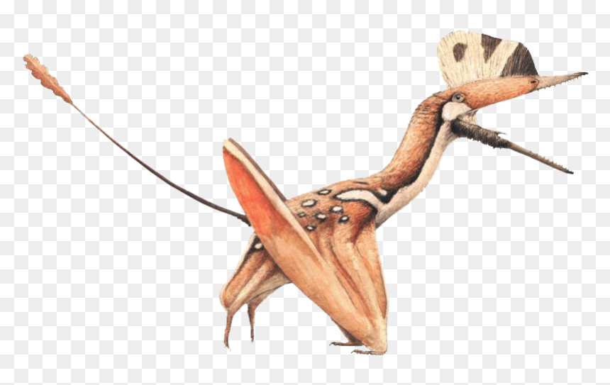 Pterosaurs Png Image - Darwinopterus Robustodens, Transparent Png - pterodactyl png