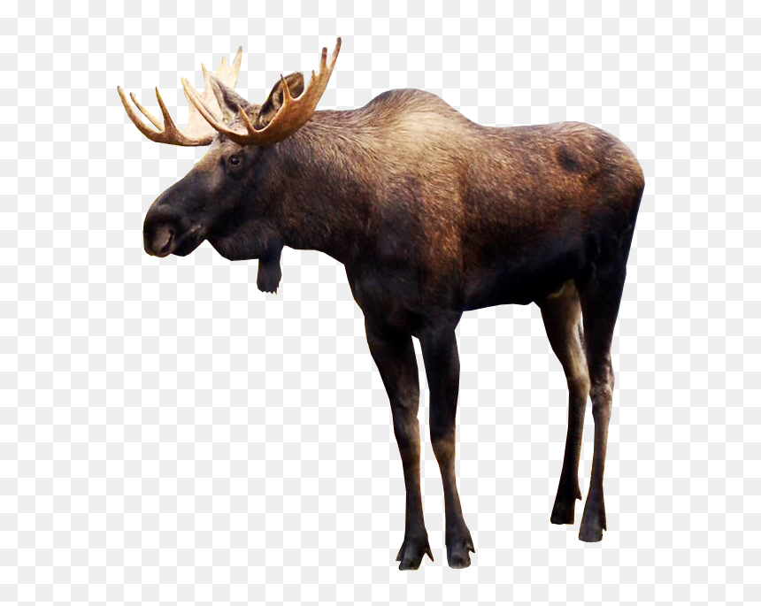 Moose Png Pic - Moose Png, Transparent Png - moose png