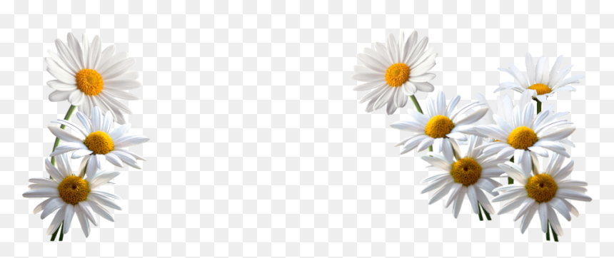 Daisies Mark Stronge"s Uk Weather Portal - Daisies Png, Transparent Png - daisies png