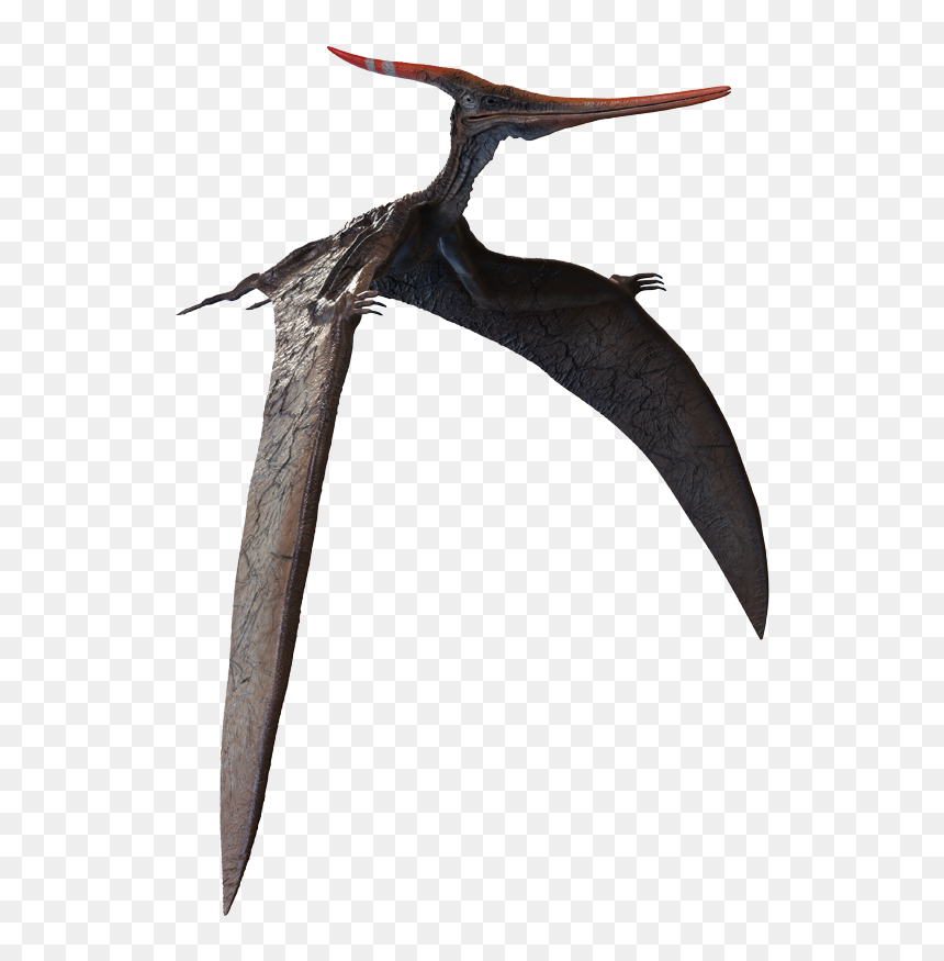 Loon, HD Png Download - pterodactyl png
