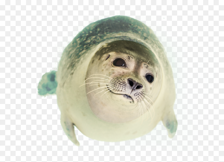 Seal Swimming Png Image - Seal Swimming Png, Transparent Png - seal png