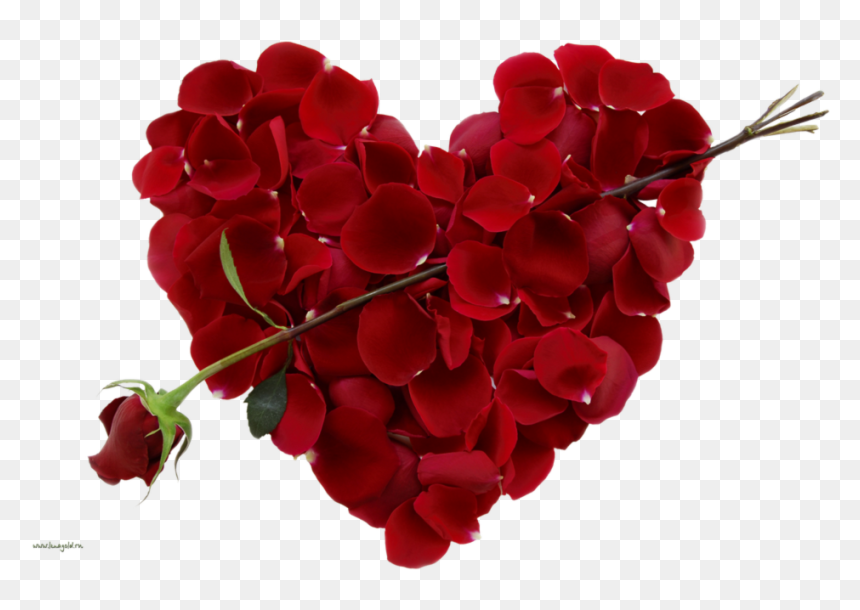 New Images Of Download Rose Flower Awesome Beautiful - Valentine Day Image Download, HD Png Download - valentines day png