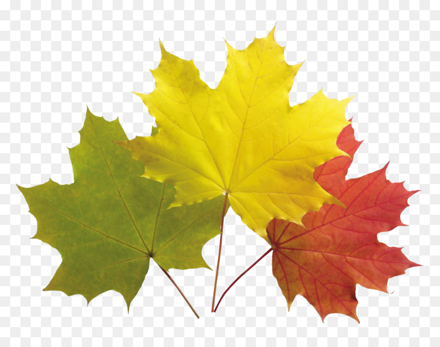 Autumn Leaf Png Image - Картинка Листья Для Детей, Transparent Png - maple tree png