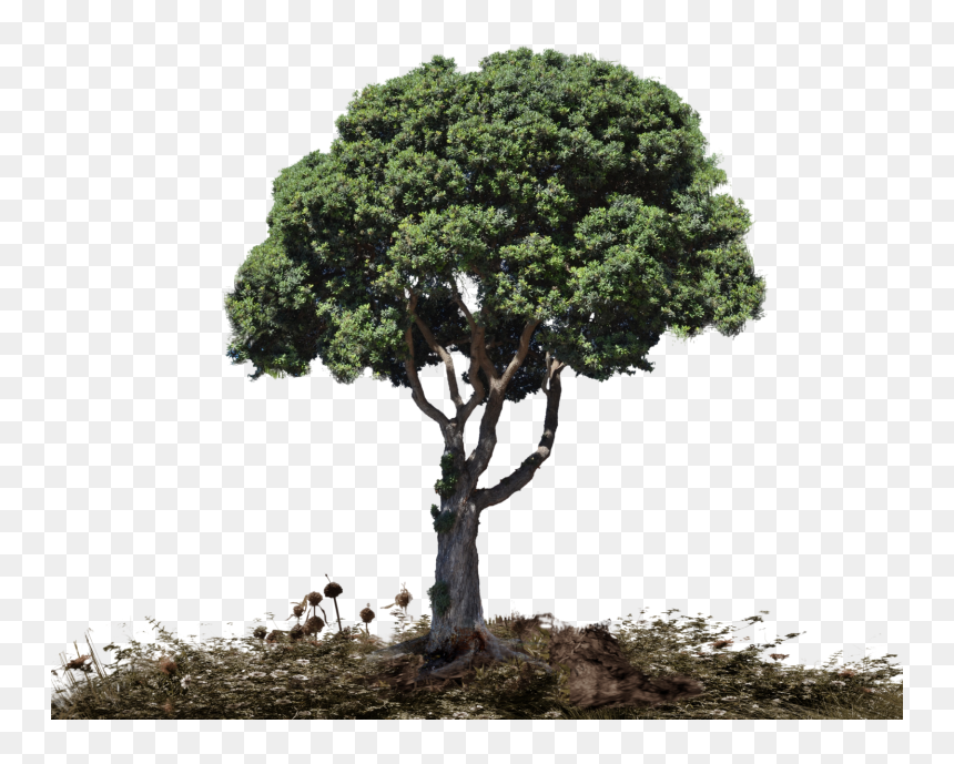 Oak, HD Png Download - landscape png