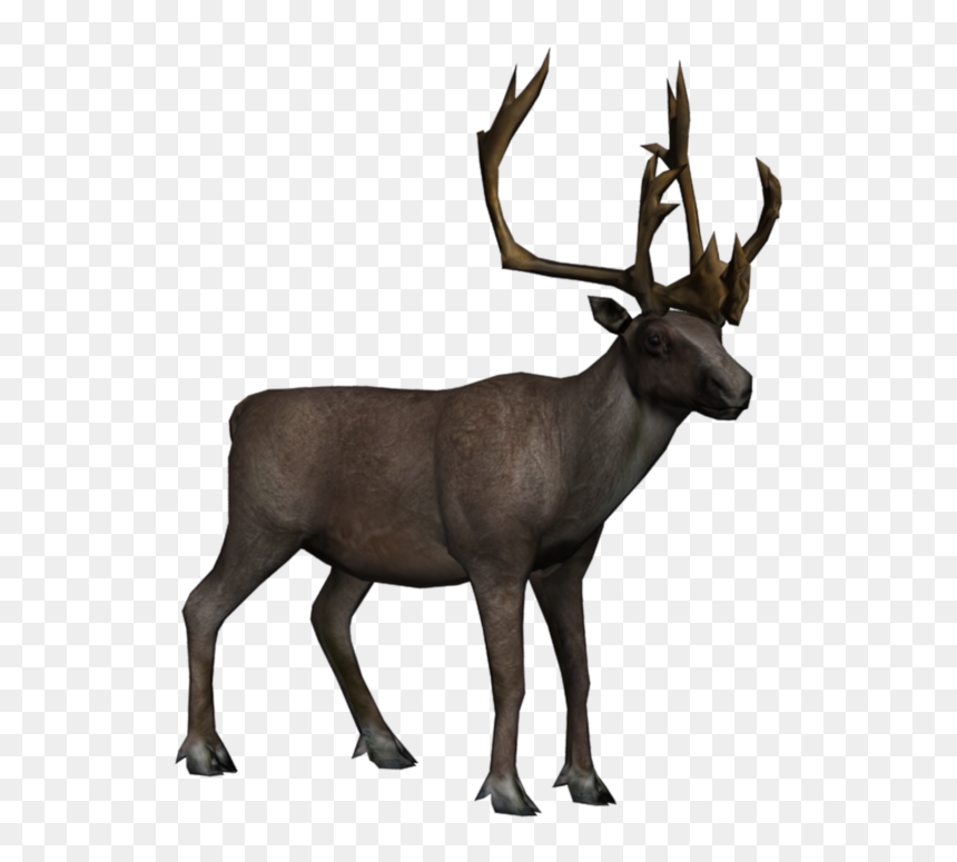 Moose, Elk Png - Caribou Png, Transparent Png - moose png