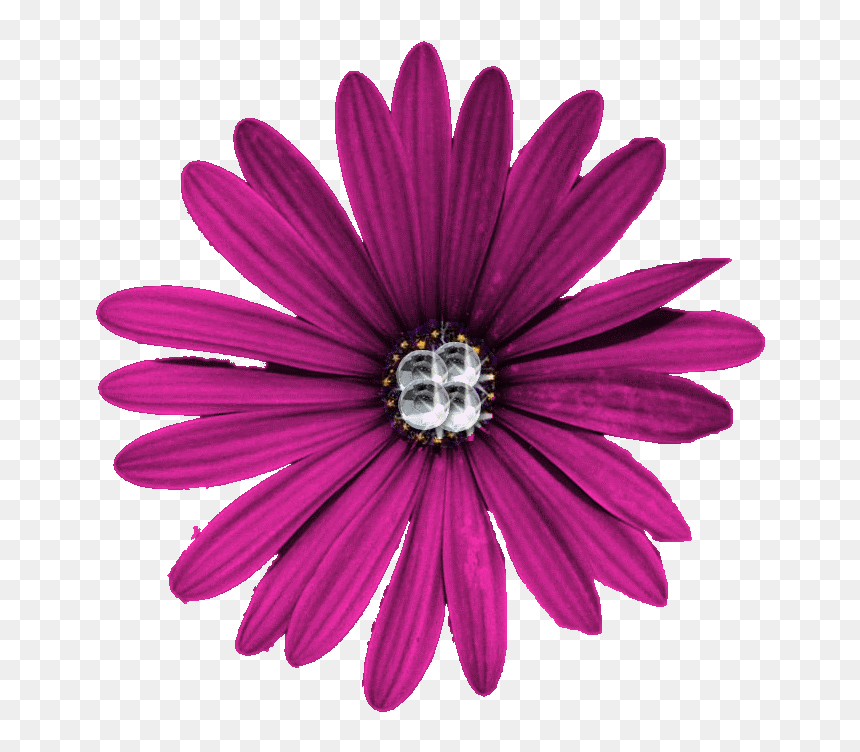 Purple Flower Png - Portable Network Graphics, Transparent Png - daisies png