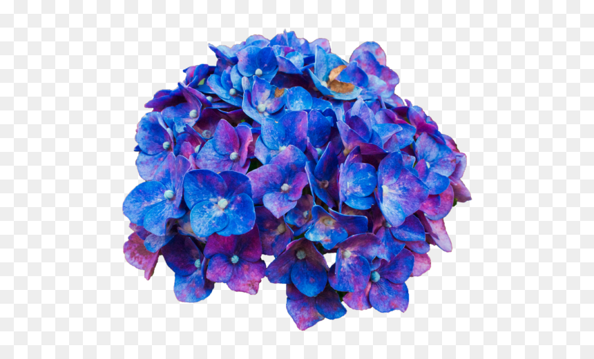 Nidi Card Palace, HD Png Download - blue banner png