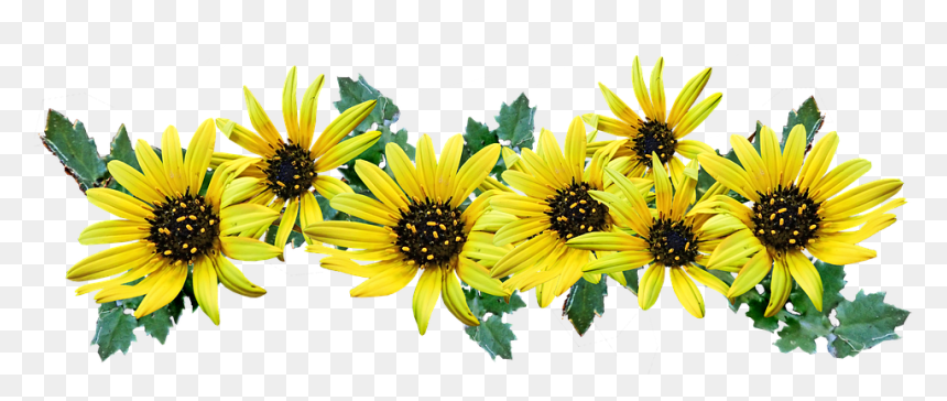 African Daisy, HD Png Download - daisies png