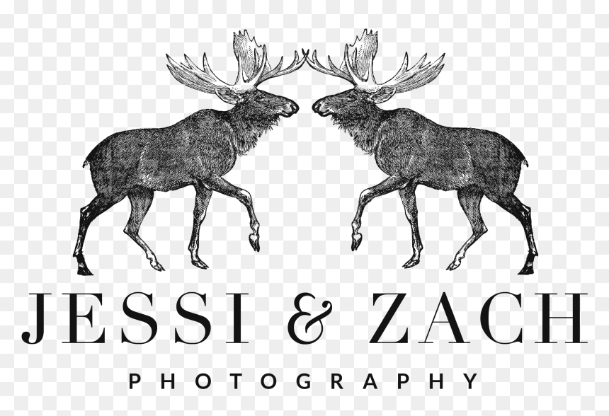 Moose X Moose - Moose, HD Png Download - moose png