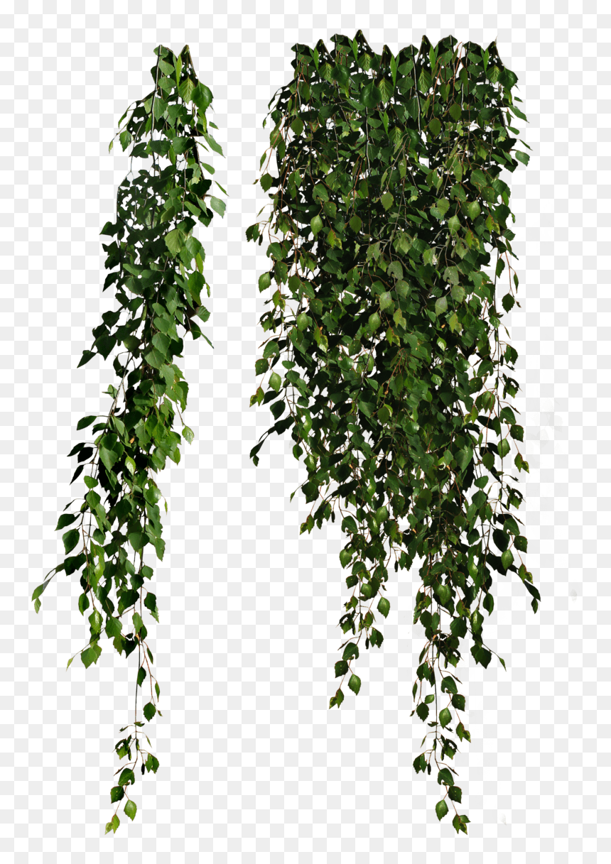 Plants Falling - Plants Png, Transparent Png - falling png