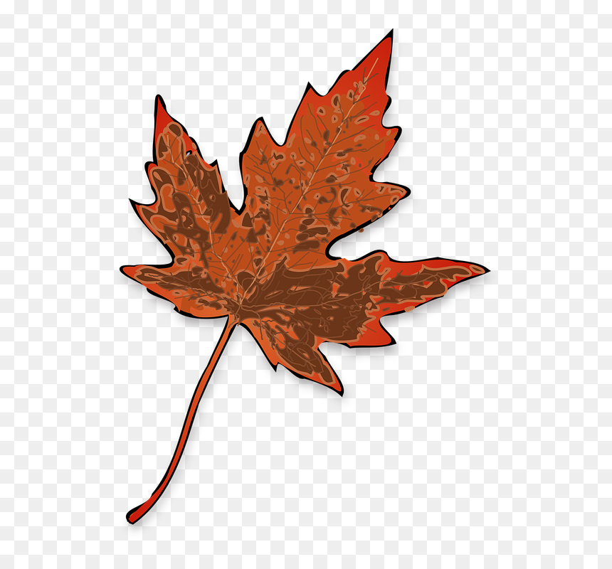 Maple Leaf Clip Art, HD Png Download - maple tree png