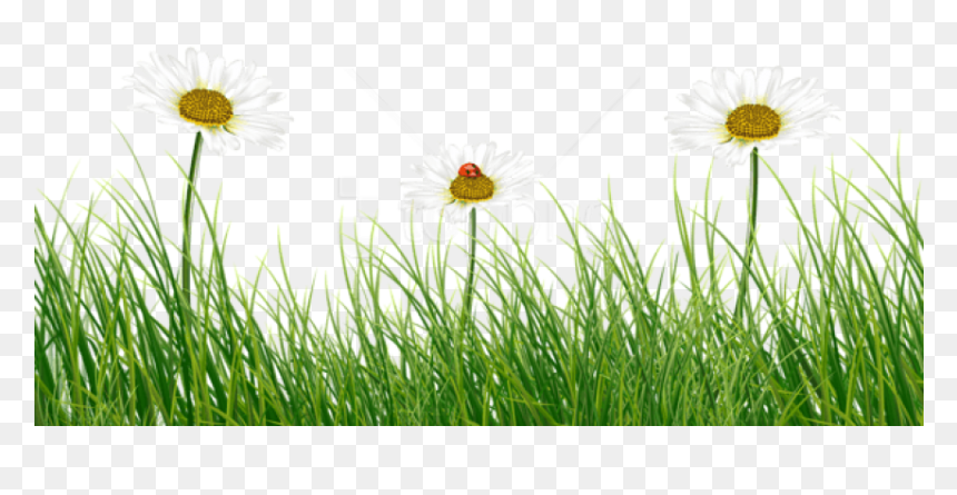 Free Png Green Grass With Daisies And Ladybug Png Images - Green Grass Flower Png, Transparent Png - daisies png