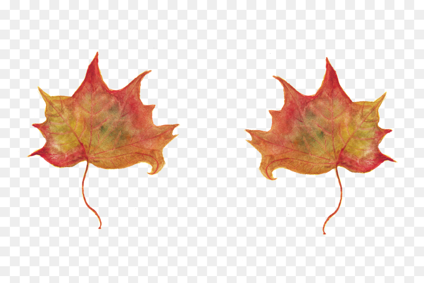 Maple, HD Png Download - maple tree png