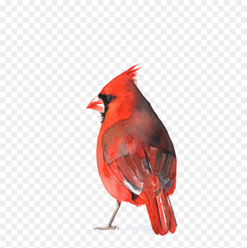 Cardinal Bird Png - Cardinal Bird Watercolor Png, Transparent Png - cardinal png