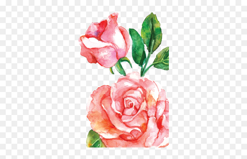 15 Pink Watercolor Roses Png For Free Download On Mbtskoudsalg - Free Rose Flower Png, Transparent Png - pink roses png