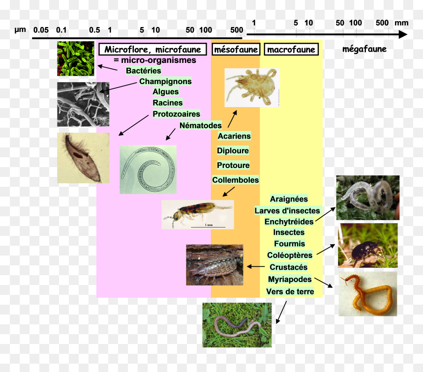 Organismes Du Sol - Pest, HD Png Download - sol png