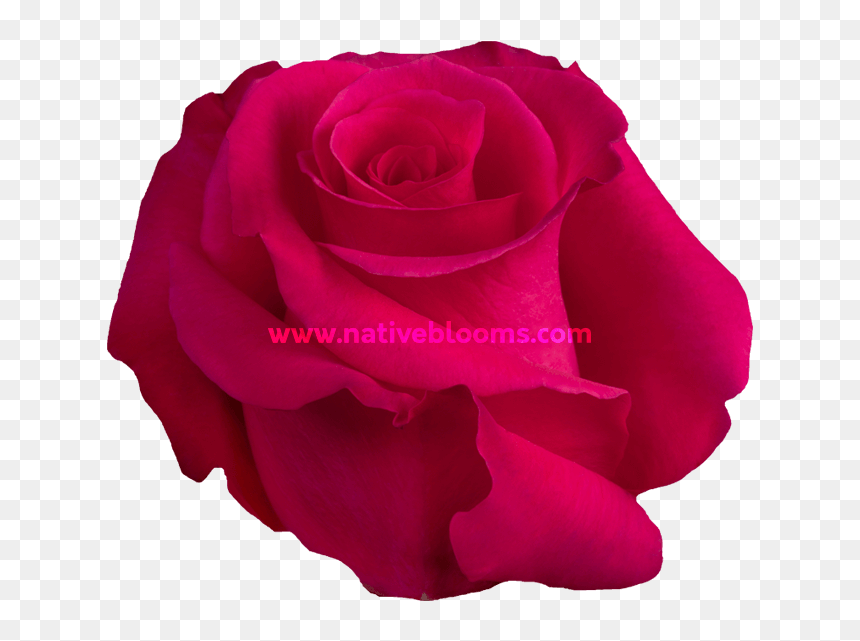 Floribunda, HD Png Download - pink roses png