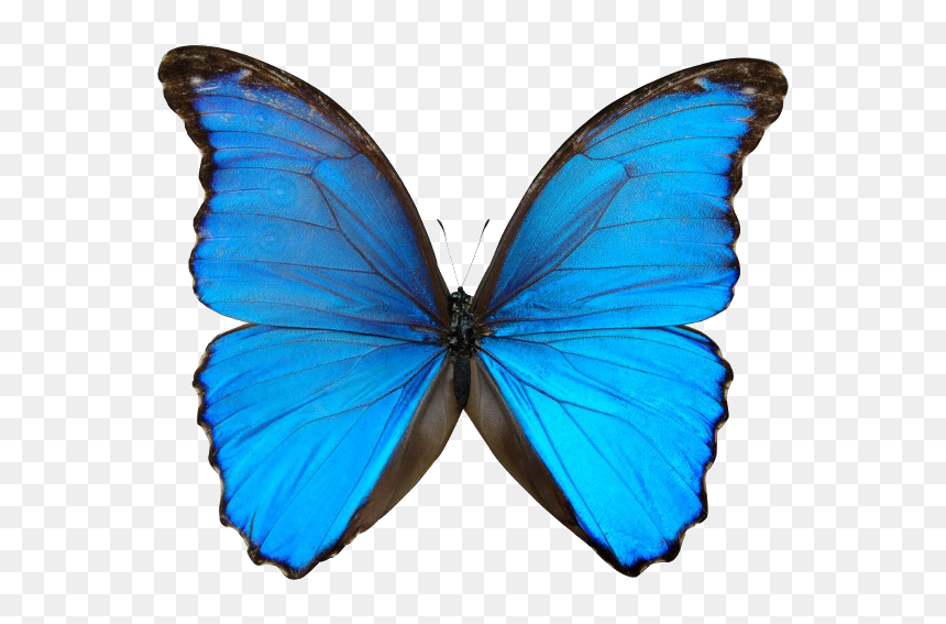 Hammermill Laser Print 24 Lb, HD Png Download - blue butterfly png