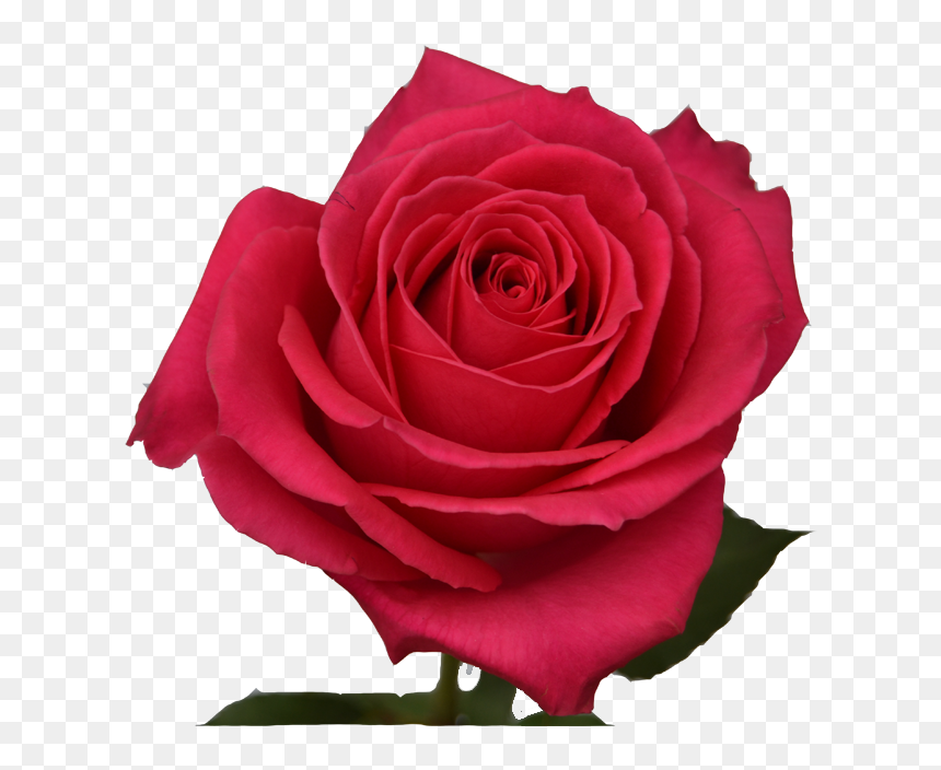 Off White Rose Png, Transparent Png - pink roses png