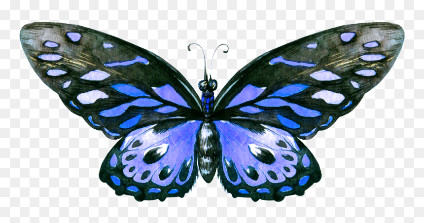 Hand Painted A Blue Butterfly Png Transparent - Butterfly Png Hand Painted, Png Download - blue butterfly png