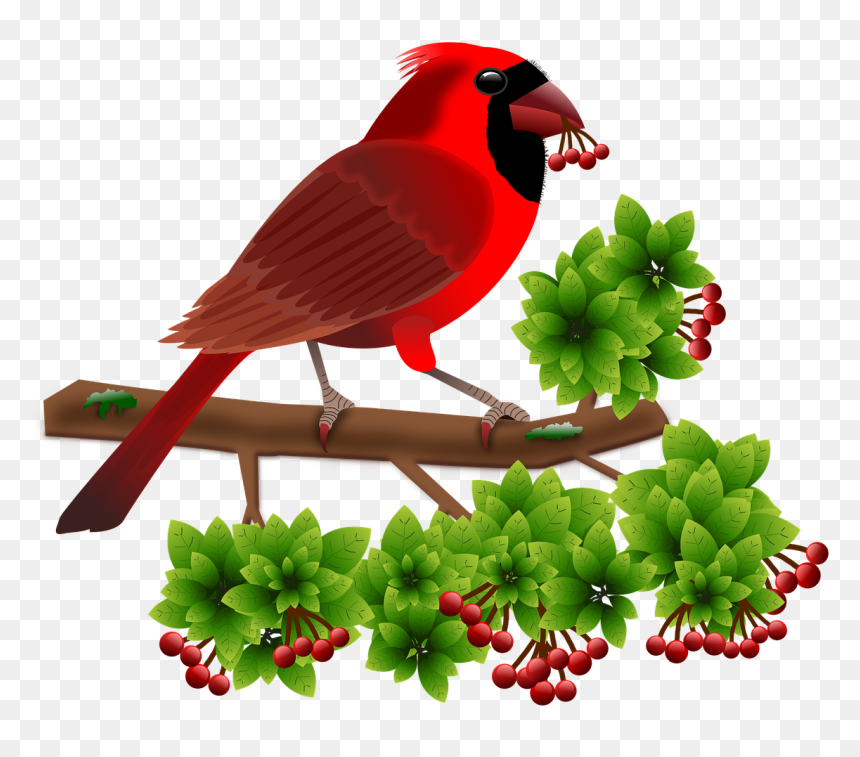Northern Cardinal, HD Png Download - cardinal png