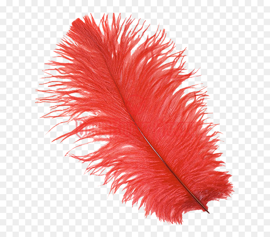 Ostrich Feather Transparent, HD Png Download - dream catcher png
