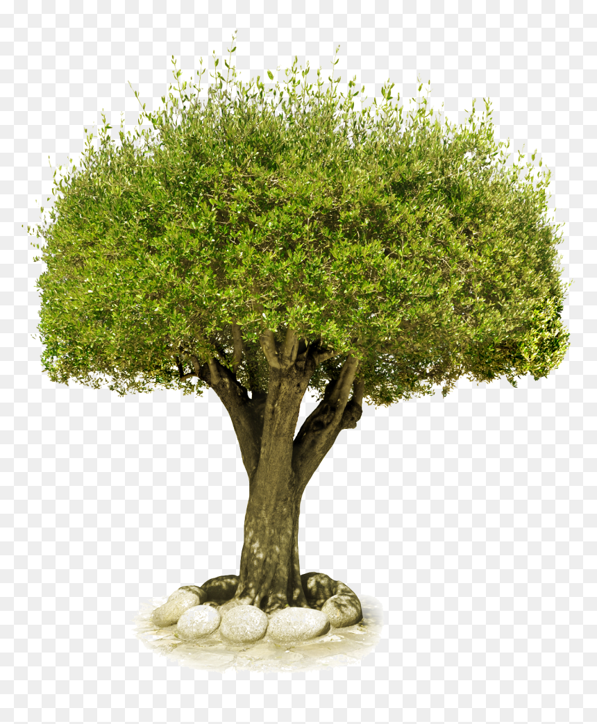 The Tree Of Life - Tree Transplantation, HD Png Download - tree of life png