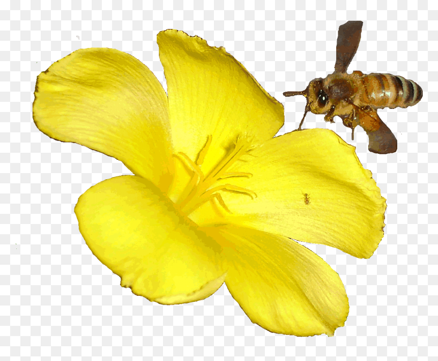 Bees Transparent Butterfly - Bee Animated, HD Png Download - bees png