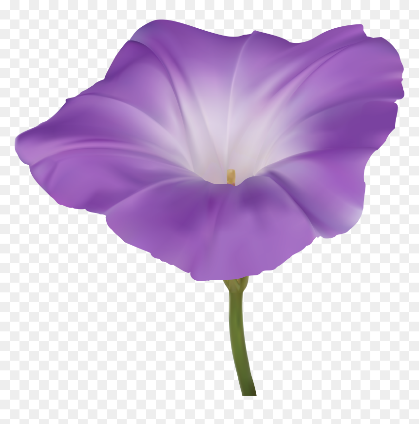Purple Morning Glory Flower Png Clip Art Image, Transparent Png - purple flower png