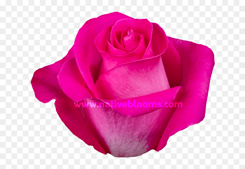 Image - Floribunda, HD Png Download - pink roses png