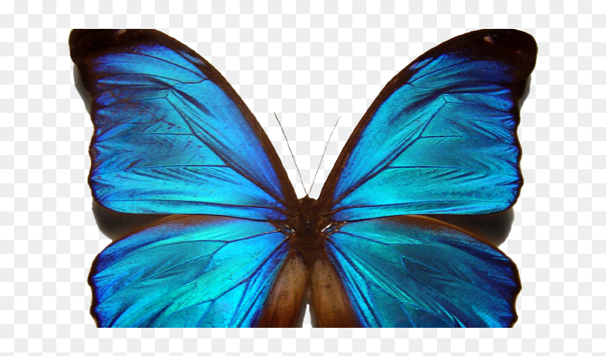 Beautiful Blue Morpho Butterfly, HD Png Download - blue butterfly png