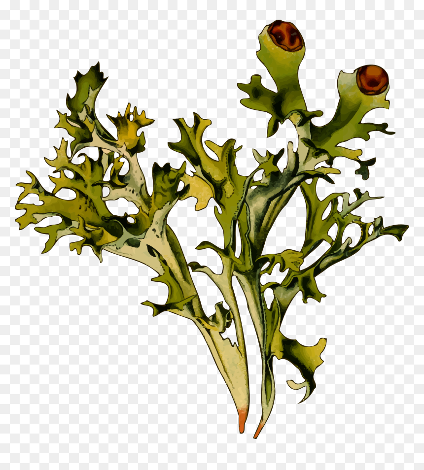 Iceland Moss Clip Arts - Icelandic Moss Benefits, HD Png Download - moss png