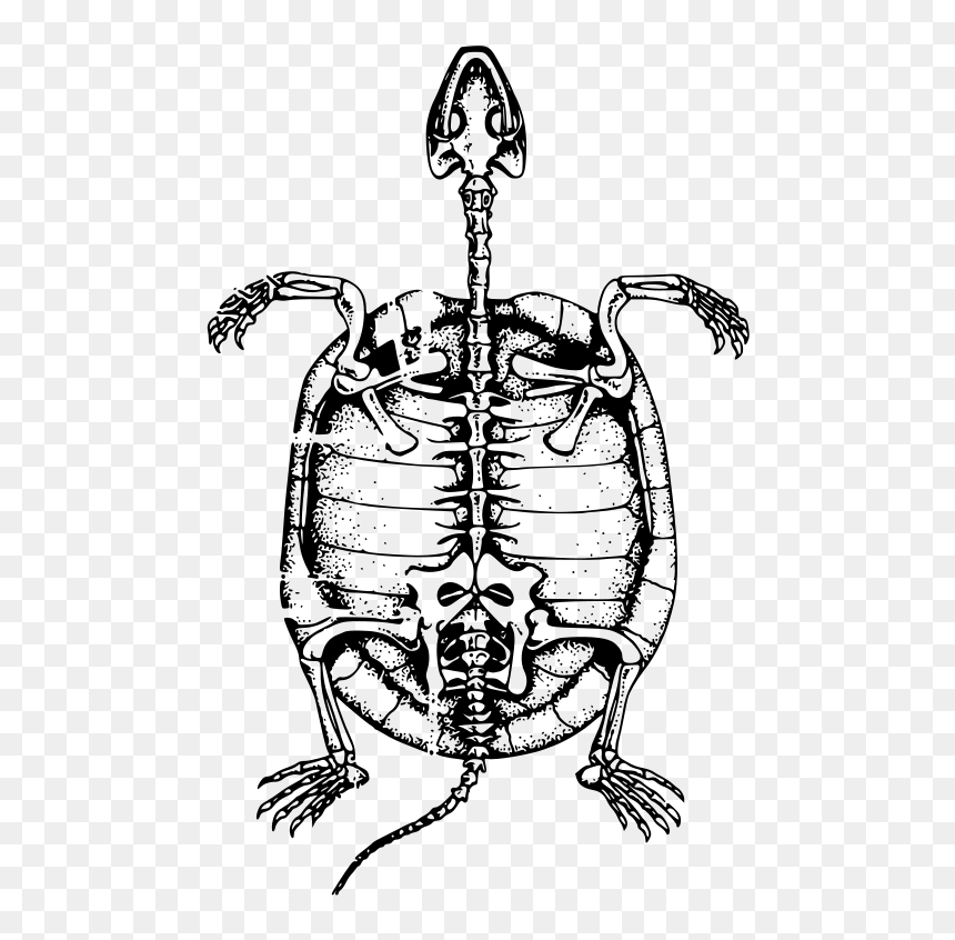 Skeleton Key Clipart, Vector Clip Art Online, Royalty - Turtle Skeleton Clipart, HD Png Download - skeleton key png