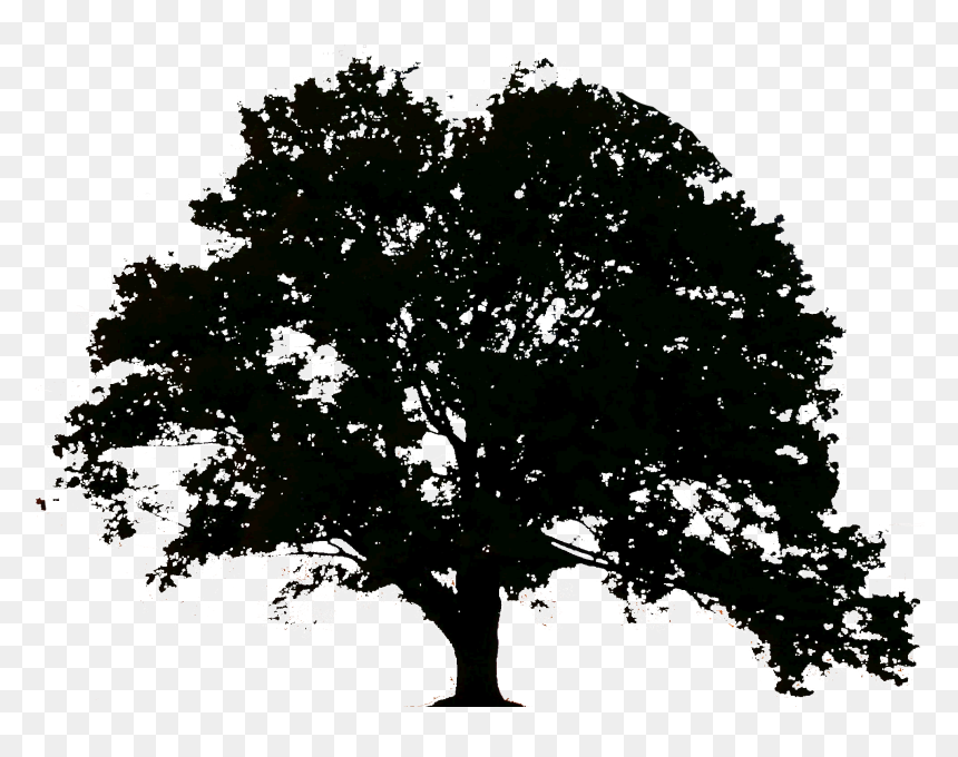 Thumb Image - Woodbranch Management, HD Png Download - sombra png
