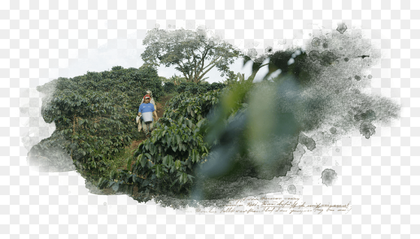 Discover Superbia Through The - Tree, HD Png Download - hedge png