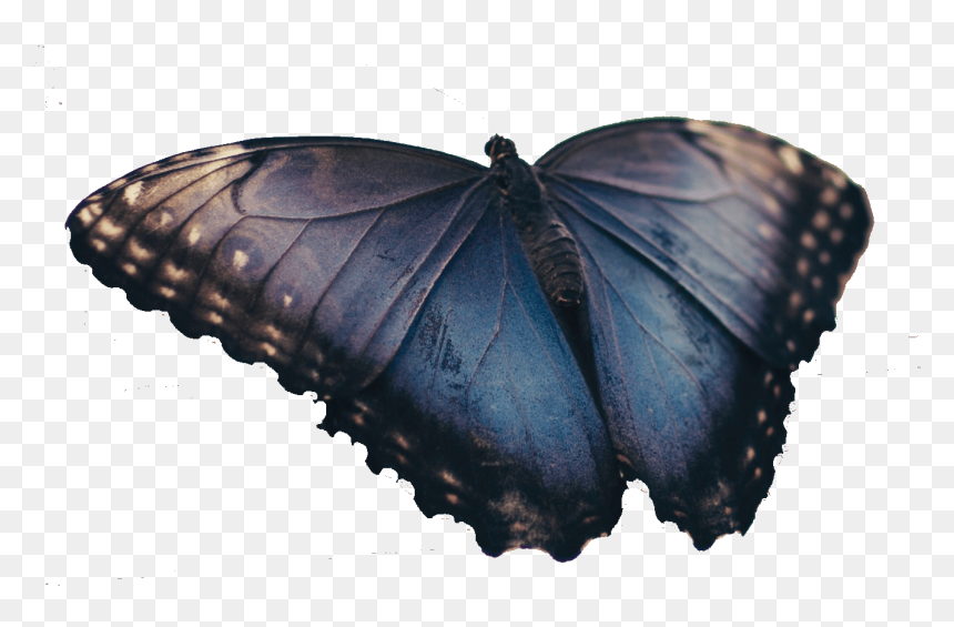 Real Blue Butterfly - Good Grief Malcolm Duncan, HD Png Download - blue butterfly png