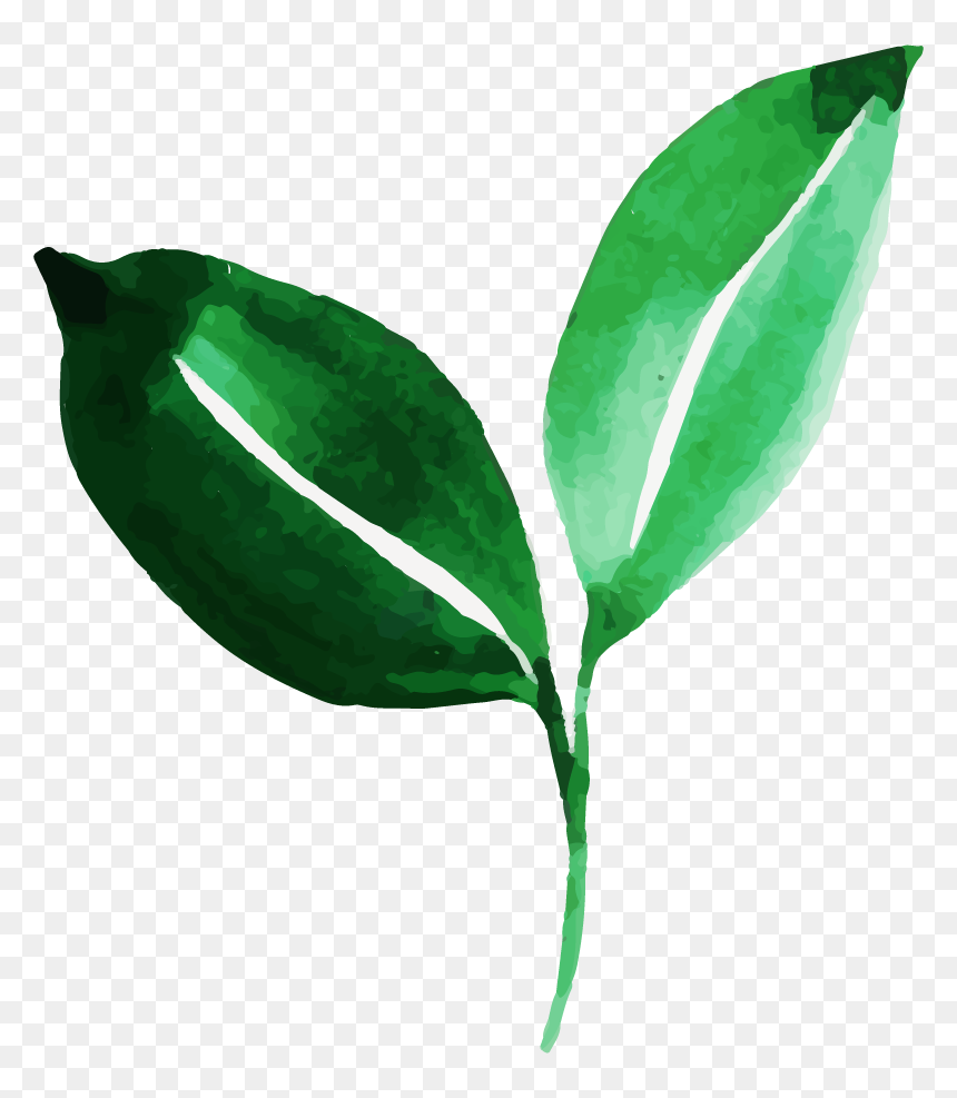 Illustration, HD Png Download - watercolor leaves png