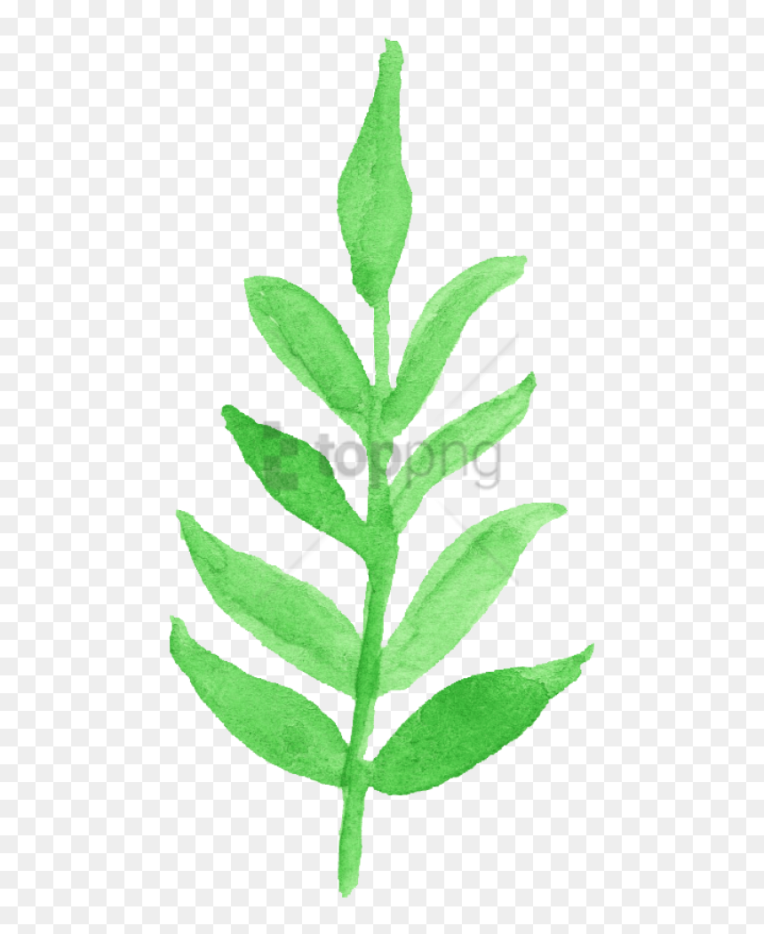 Free Png Download Watercolor Leaf Transparent Png Images - Green Watercolor Leaf Transparent, Png Download - watercolor leaves png