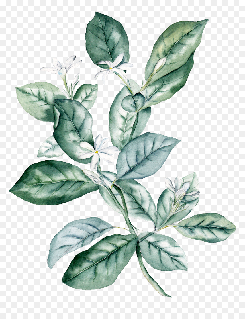 Transparent Watercolor Plants Png - Watercolor Green Leaves Png, Png Download - watercolor leaves png