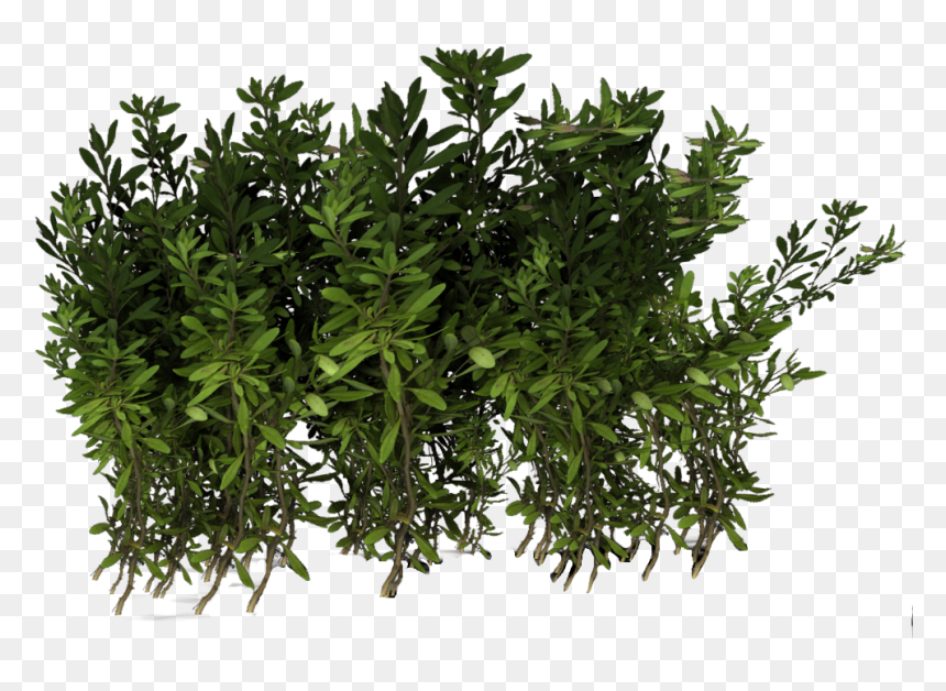 Violets, Narsian Hedge - Portable Network Graphics, HD Png Download - hedge png