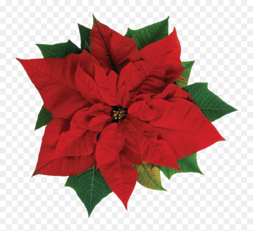Poinsettia - Marigold October Flower Tattoo, HD Png Download - greenery png