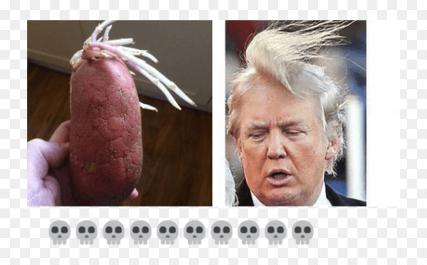 Funny Donald Trump Memes - Maybe Hes Born With It Maybe Its Covfefe, HD Png Download - donald trump hair png