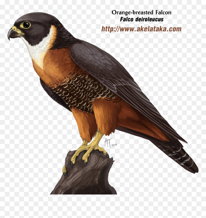 Falcon Png Photos - Falcon Png, Transparent Png - falcon png