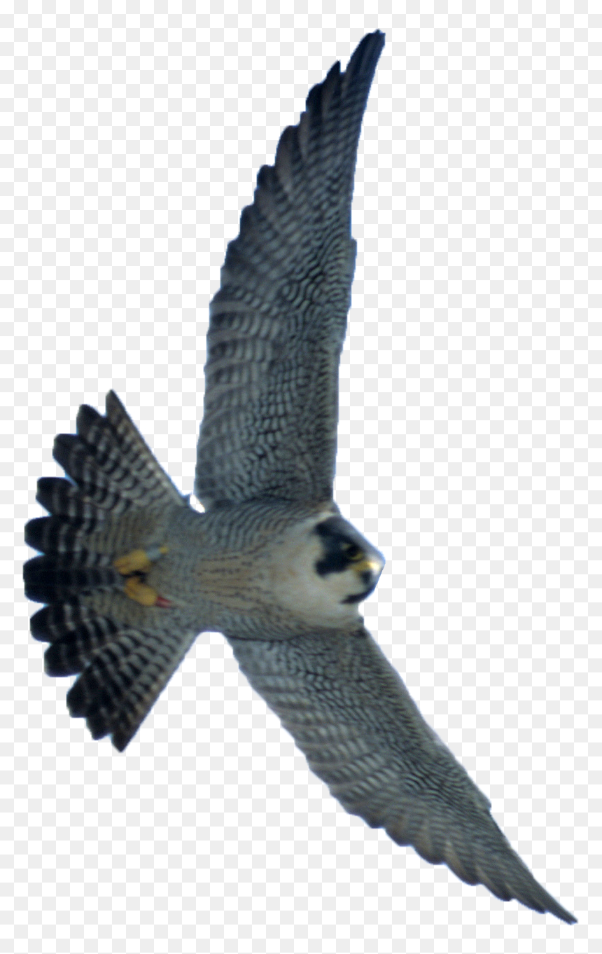 Thumb Image - Transparent Peregrine Falcon Png, Png Download - falcon png