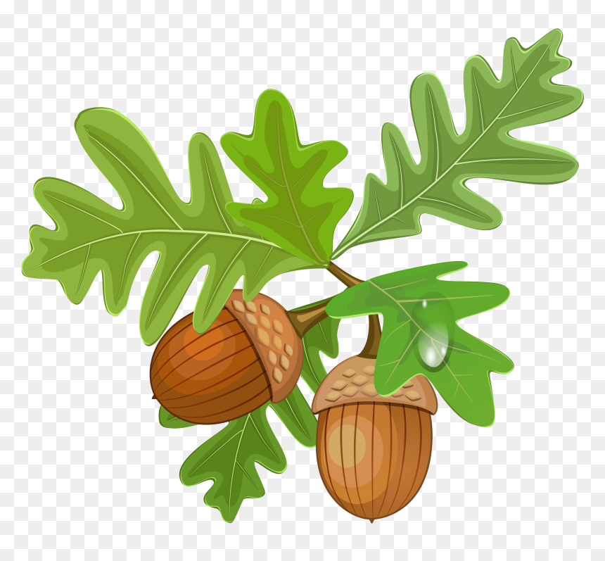 Acorn Png Image - Acorn With Leaves Clipart, Transparent Png - acorn png